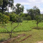 Plantation de manguiers