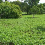 Plantation de cacahouètes