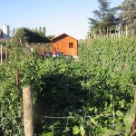 Le jardin d'un bénéficiaire