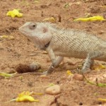 Iguane