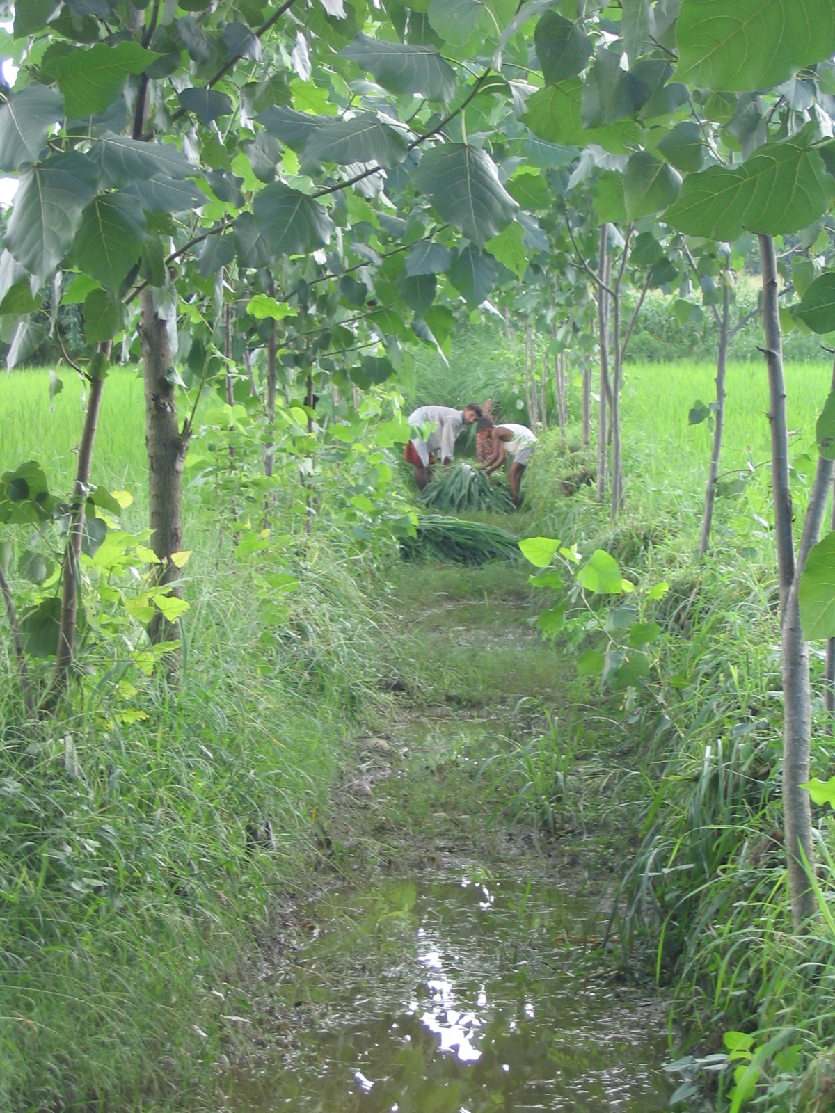 Récolte à la ferme expérimentale de Navdanya