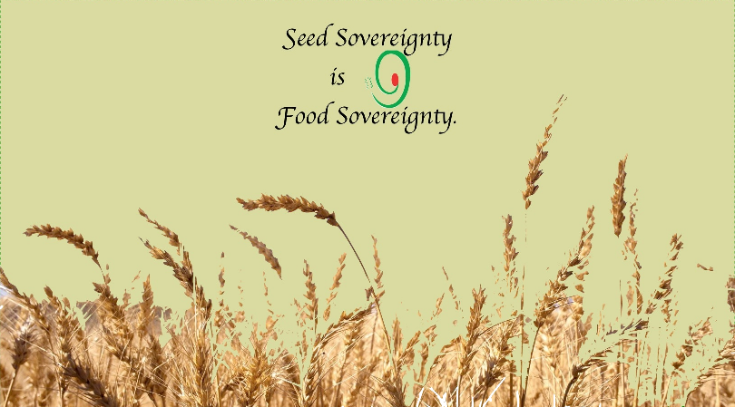 Seed sovereignty is food sovereignty