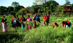 Farmer contribution in navdanya