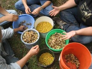 community-seed-saving-workshop-ground-cherries-800x600