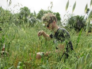 Radish harvesting BD