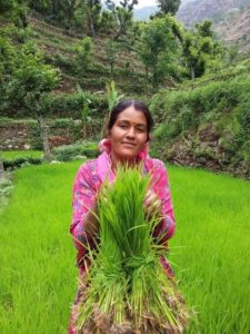 Paddy Planting festival (6)