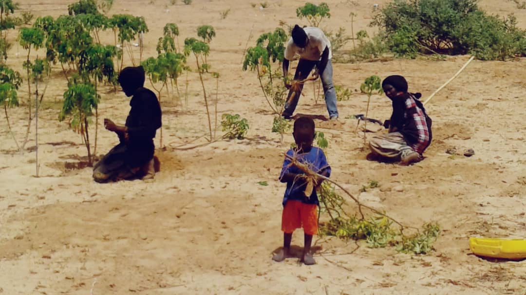 Août 2018 - Démultiplication du champ de manioc dans la grande ferme 