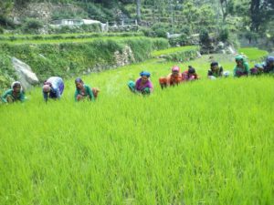 Weeding activities , Uttarakhand (1)