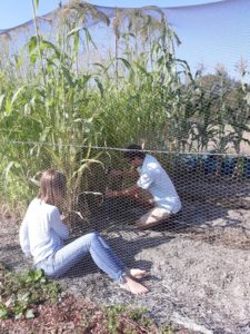 Travail dans le jardin de semence de la Ferme Sainte-Marthe Sologne