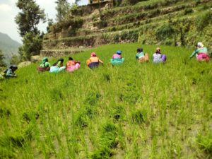 Weeding activities , Uttarakhand (2)