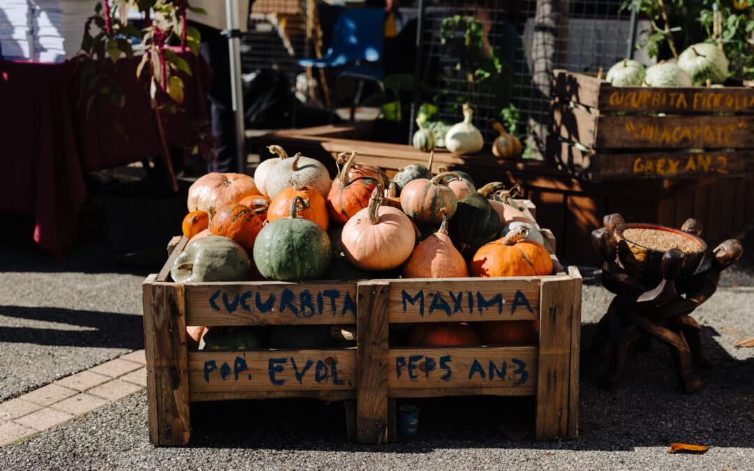 Un an pour faire du droit à l’alimentation une réalité en Europe