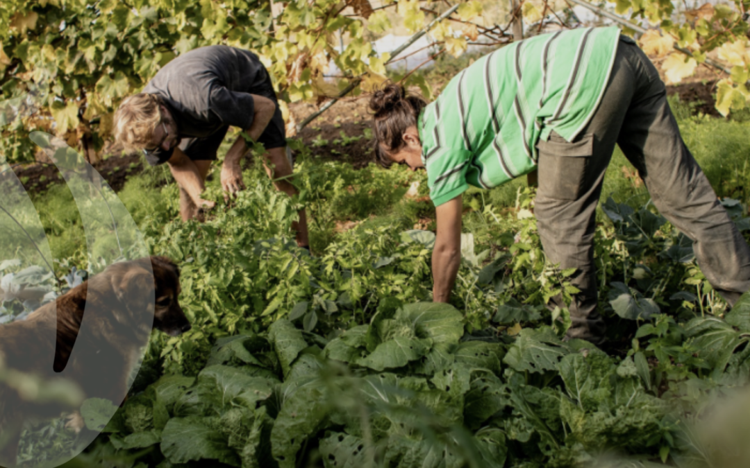 SOLutions paysannes #15 L&rsquo;égalité dans l&rsquo;agriculture, un enjeu pour l&rsquo;alimentation