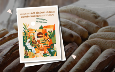 Céréales locales au Sénégal : changer d’échelle pour réduire la dépendance aux importations