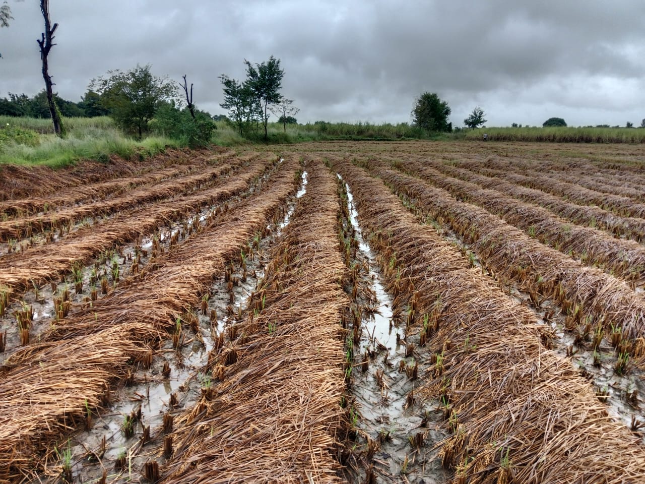 202510_Vijay Giri and 4ha rice crop damaged by the rain