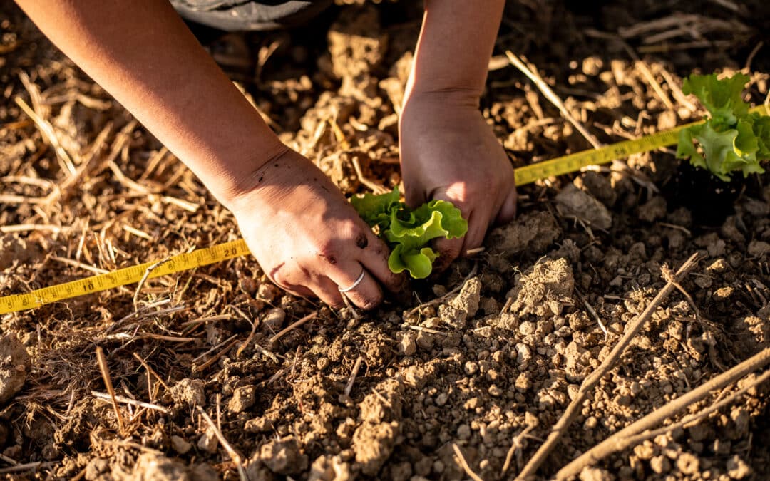 Et si la prochaine Politique agricole commune était l’occasion de reprendre la main sur notre alimentation ?